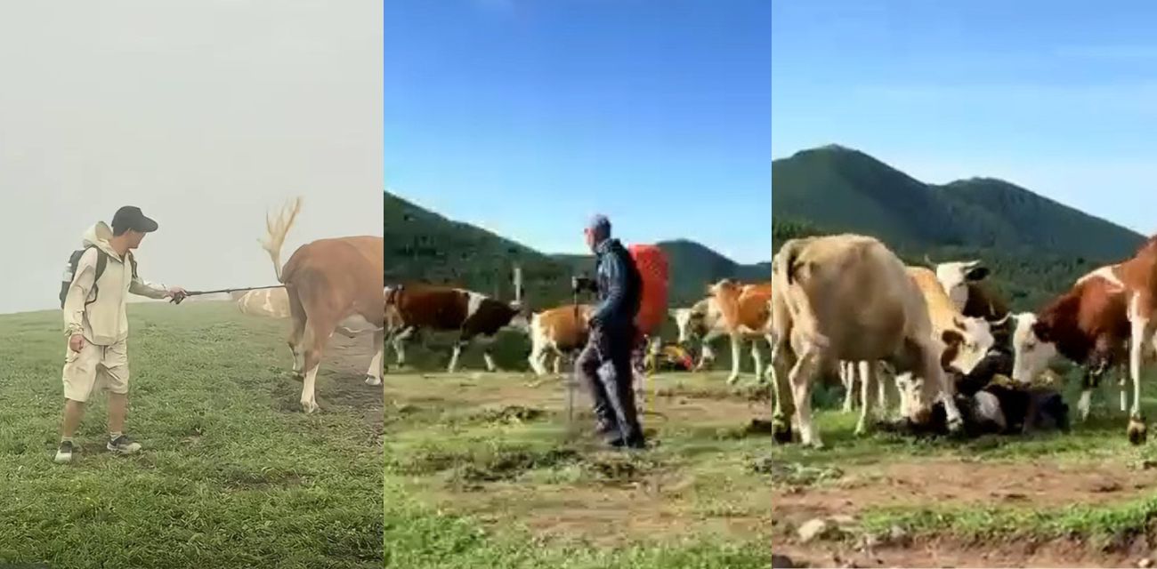 网络热瓜！五台山一男子拿登山杖戳牛牛菊花，引发牛群发情暴乱 被牛牛群按在地上疯狂摩擦